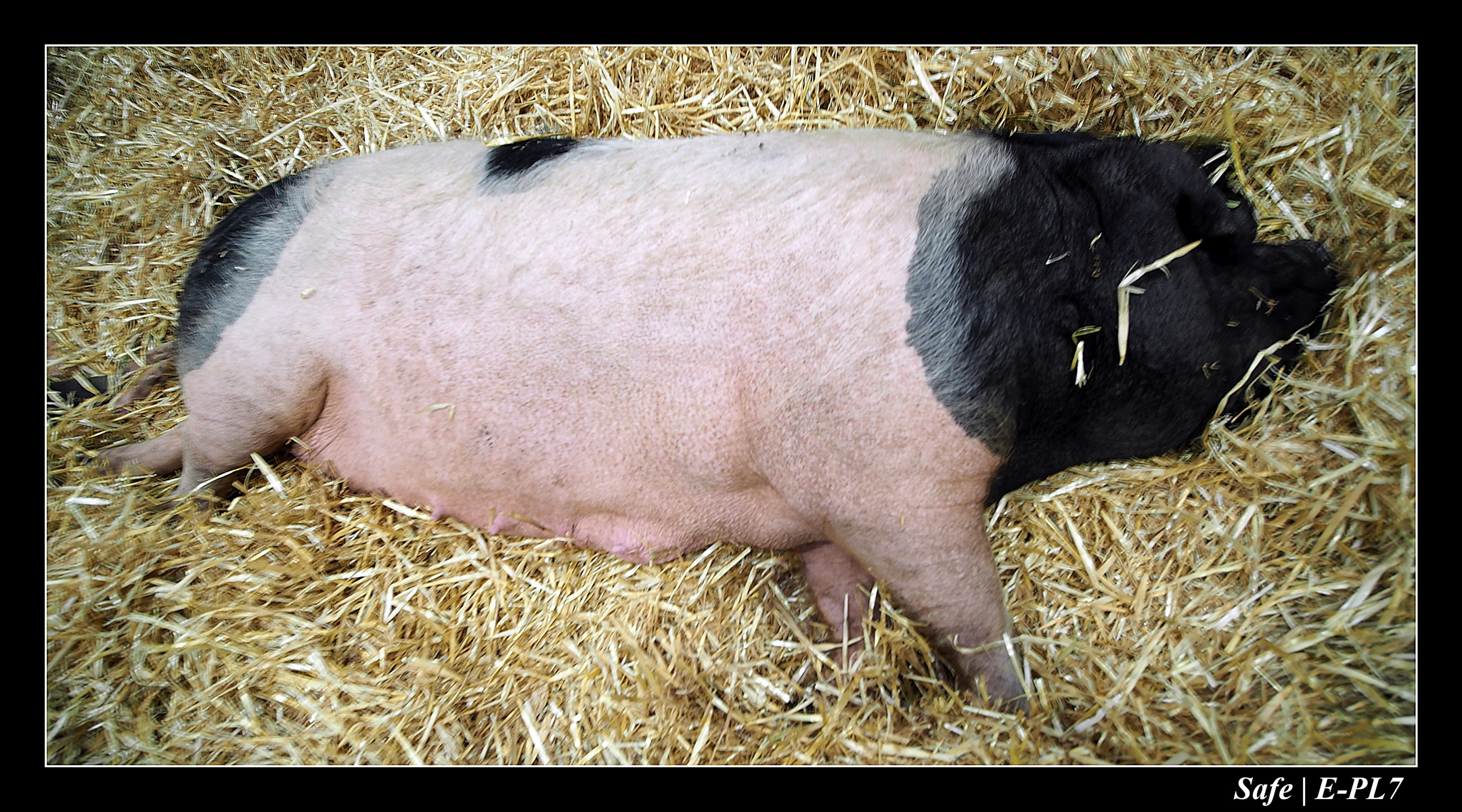 2020 - 02 - Salon agriculture 68